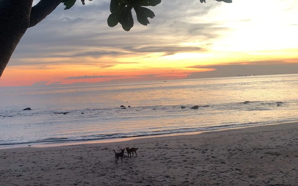 This image has an empty alt attribute; its file name is dogs-on-bamboo-beach-1-edited.jpg