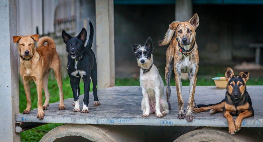 This image has an empty alt attribute; its file name is lanta-animal-welfare.jpeg