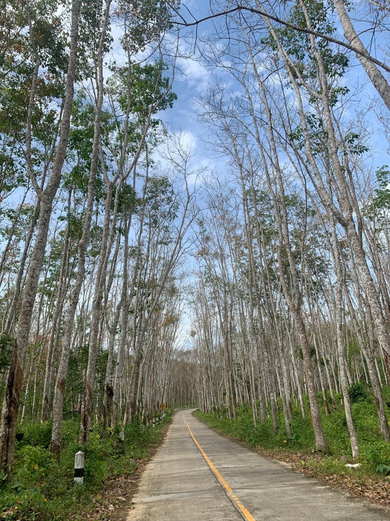 This image has an empty alt attribute; its file name is forest-kyn.jpg